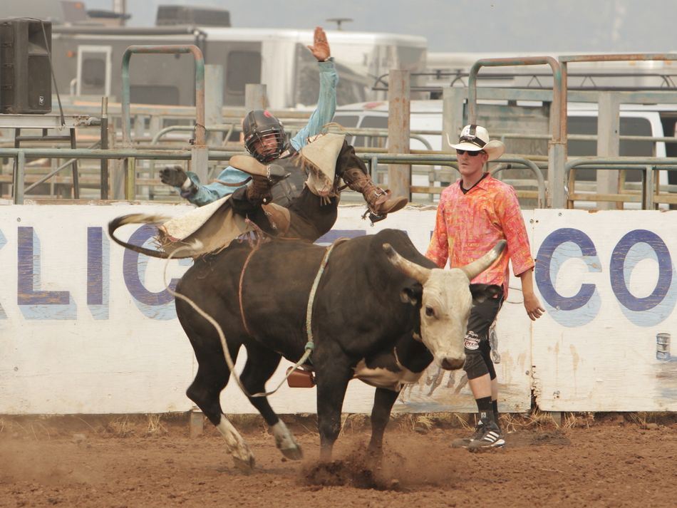 A man falls off a bull at the 2015 Klickitat County Fair Rodeo.