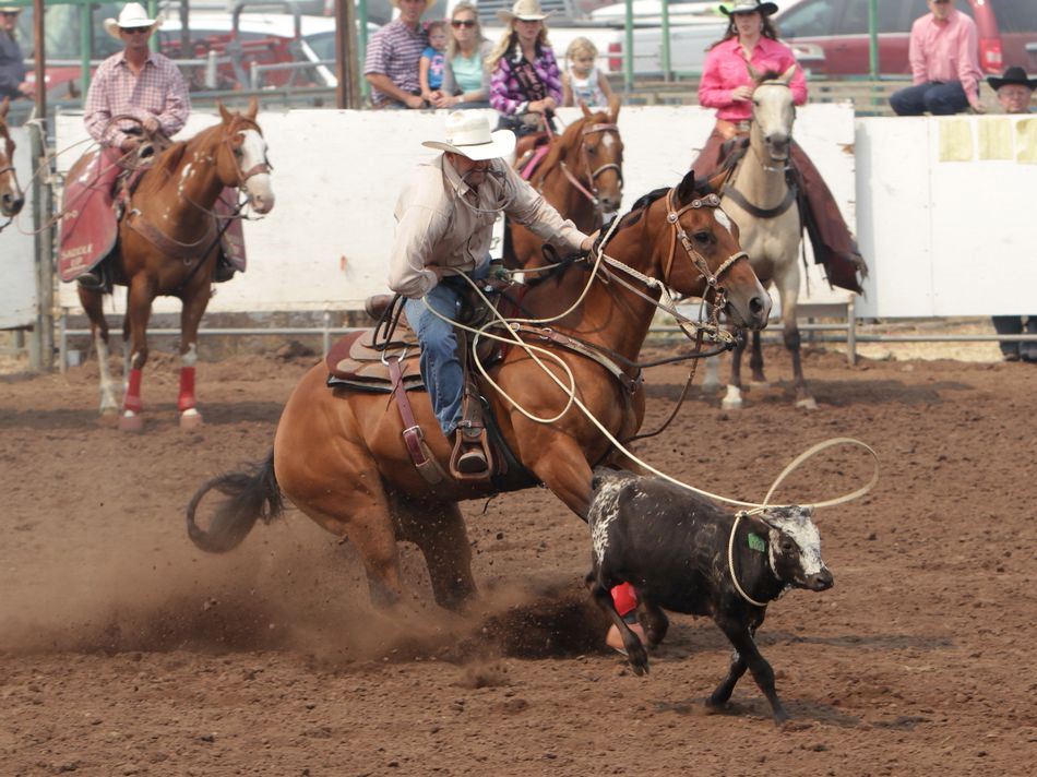 Man successfully lassos a calf during the 2015 Klickitat County Fair Rodeo.