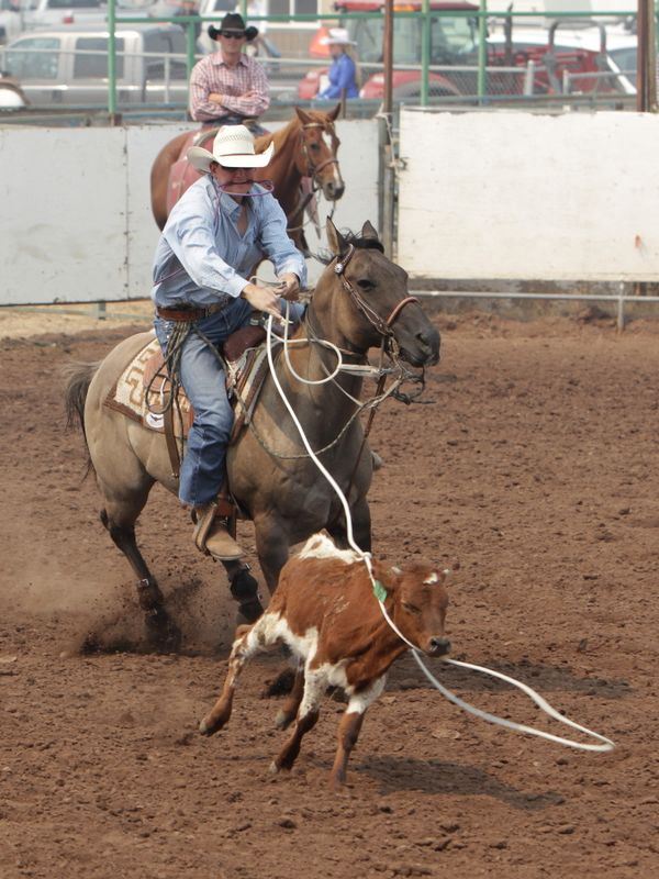 A man successfully lassos a calf at the 2015 Klickitat County Fair Rodeo.