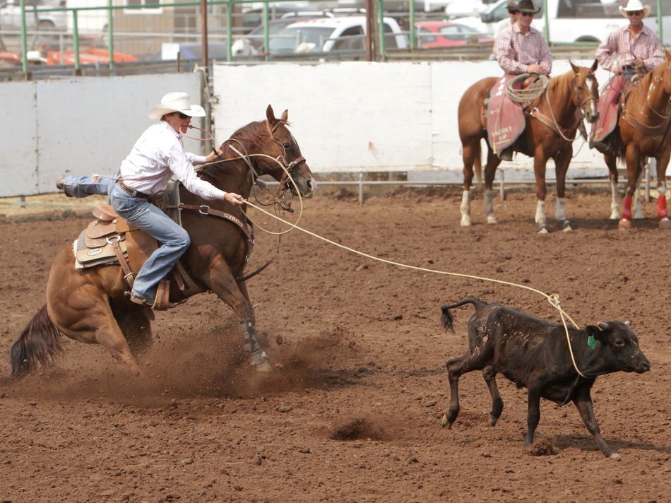 A man successfully lassos a calf at the 2015 Klickitat County Fair Rodeo.
