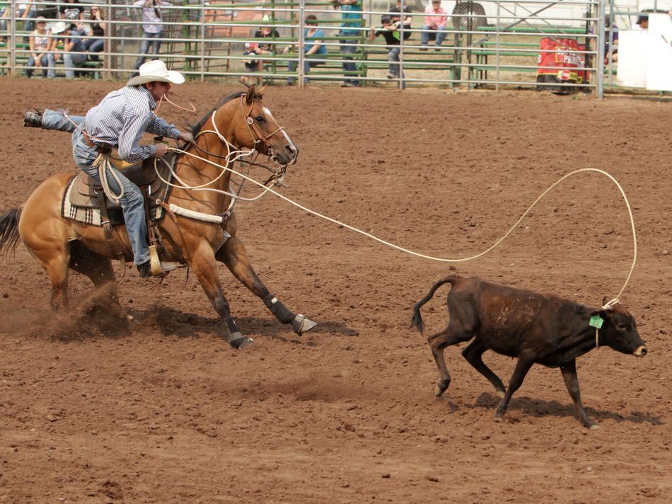 A man throws a lasso at a calf at the 2015 Klickitat County Fair Rodeo.
