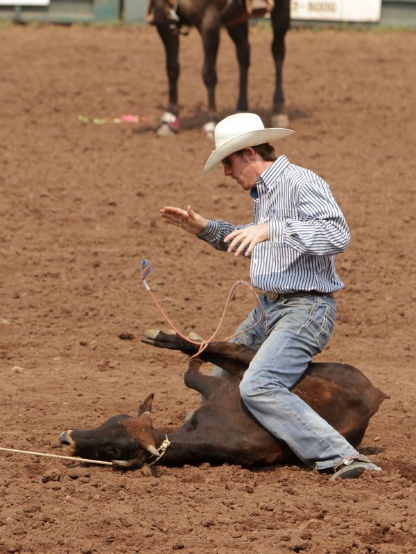 A man sits over a lassoed calf.