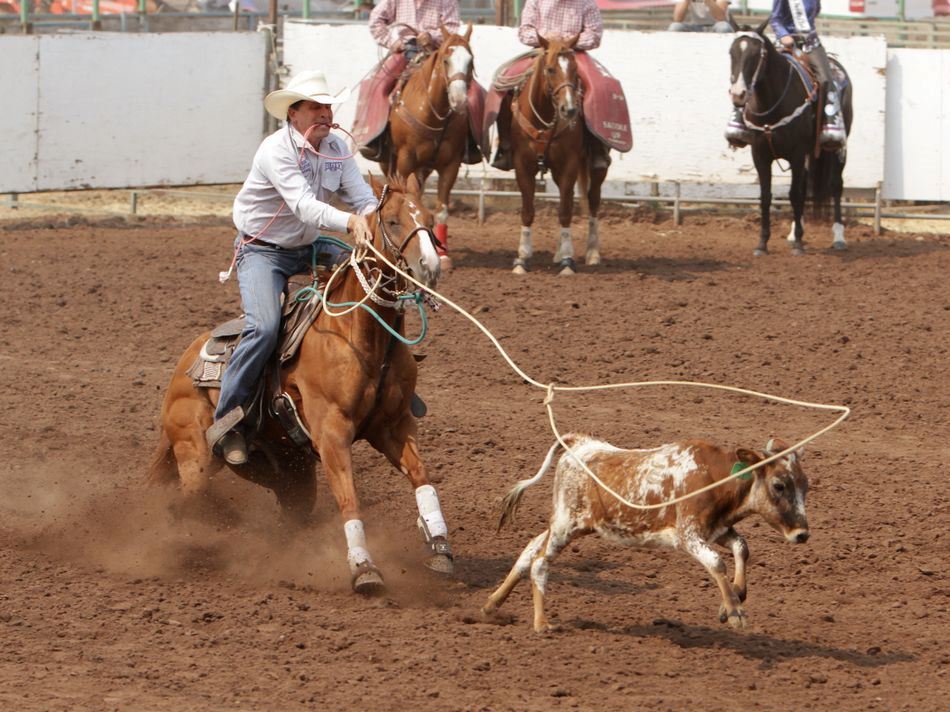 A man on a horse throws a lasso at a running calf.