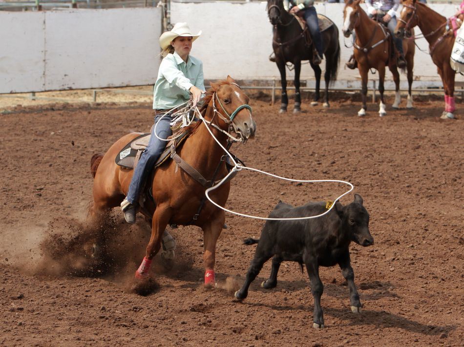 A calf narrowly escapes a lasso from a cowgirl behind him.