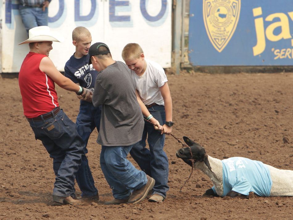 A group of boys try to pull a stubborn sheep as it lays down.