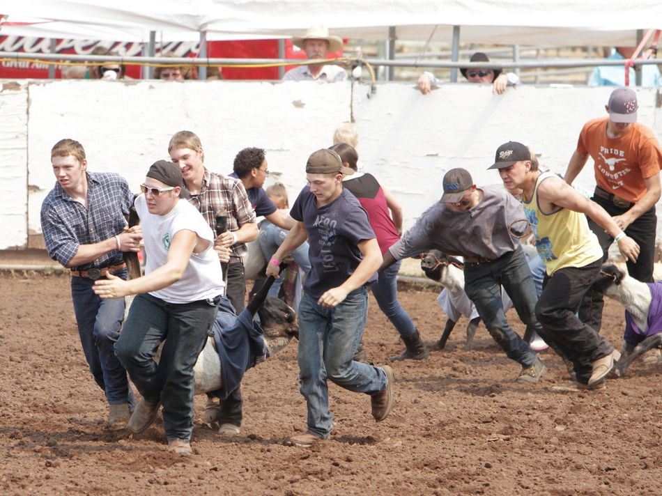 Teams attempt to get their sheep to the finish line during an event at the 2015 Klickitat County Fair Rodeo.