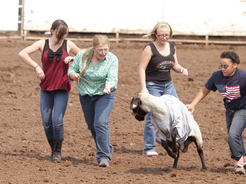 A sheep fights to escape a team of girls during an event at the 2015 Klickitat County Fair Rodeo.