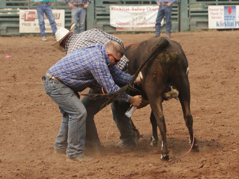 Two men wrestle a cow during an event at the 2015 Klickitat County Fair Rodeo.