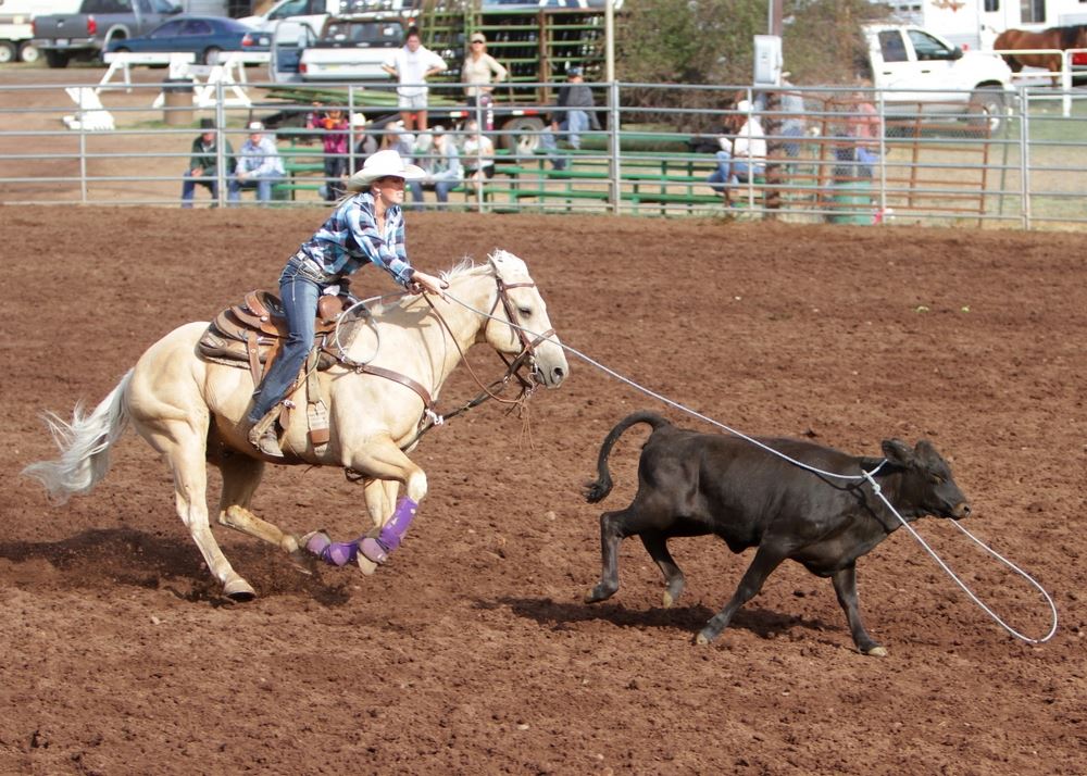 A woman lassos a  calf in the arena at the 2014 Klickitat County Fair.