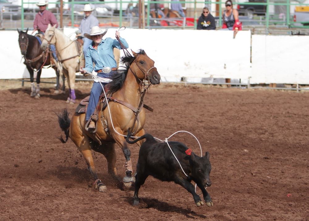A woman lassos a  calf in the arena at the 2014 Klickitat County Fair.