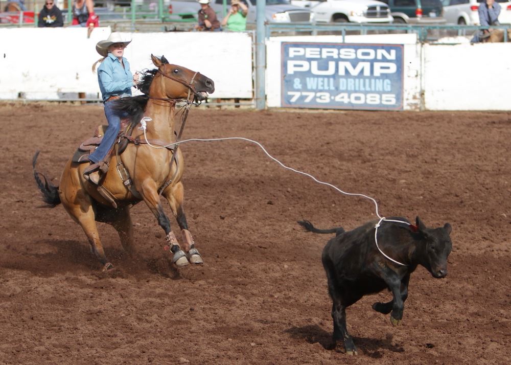 A woman lassos a  calf in the arena at the 2014 Klickitat County Fair.