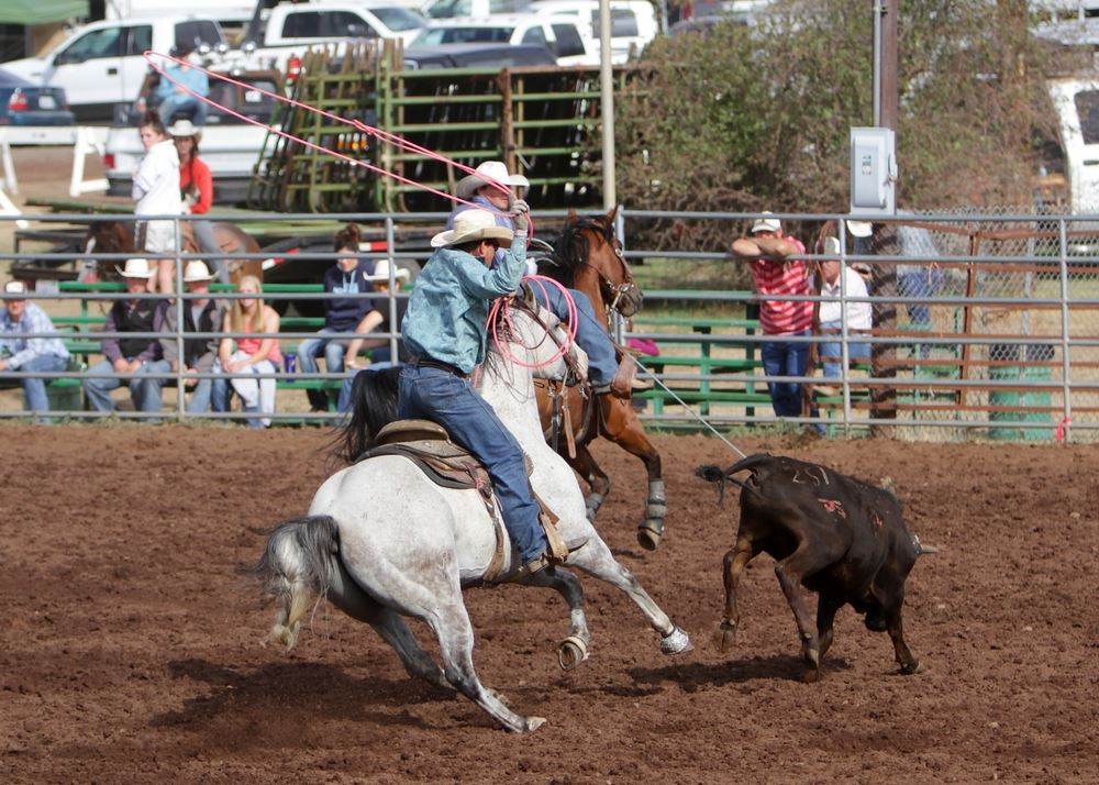 A man lassos a calf in the arena at the 2014 Klickitat County Fair.