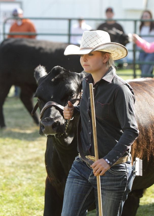 A girl shows her cow at the 2014 Klickitat County Fair.