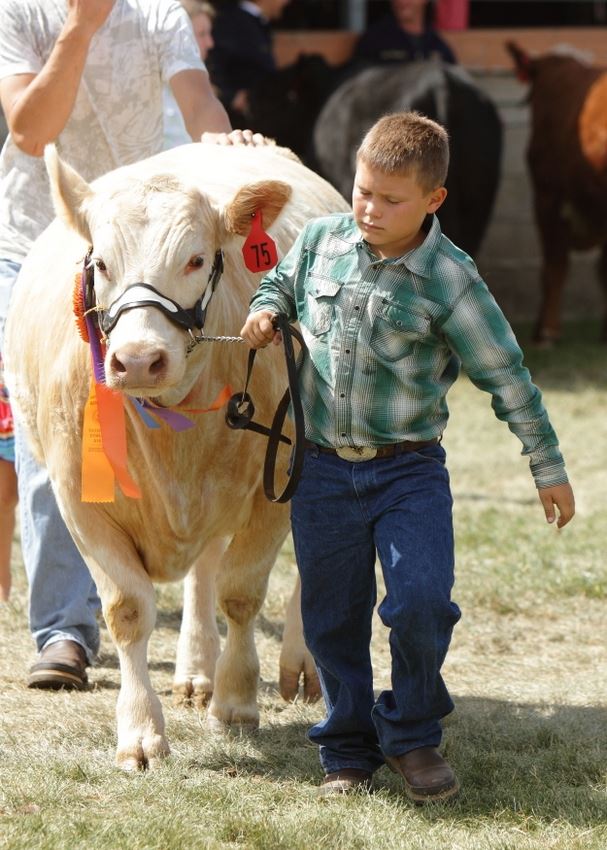 A little boy leads his cow at the 2014 Klickitat County Fair.