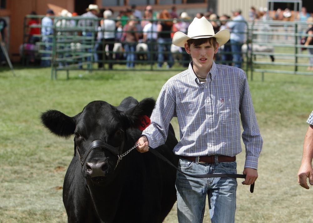 A young man shows a cow at the 2014 Klickitat County Fair.