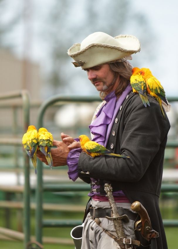 A pirate holds 5 colorful birds.