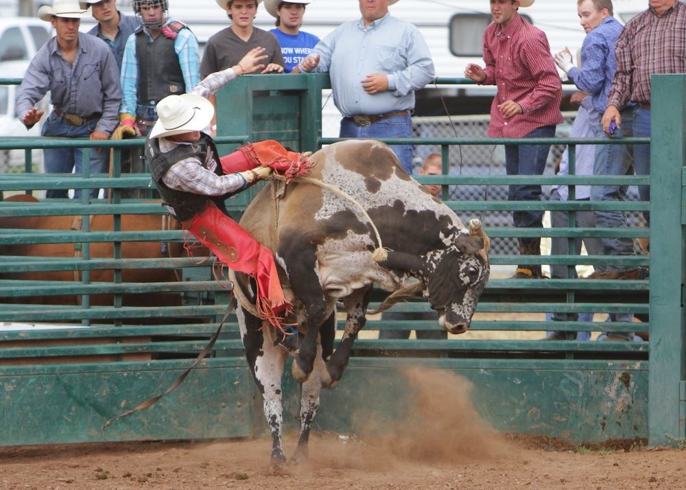 A man is thrown from a bull during the 2014 Klickitat County Fair Rodeo.