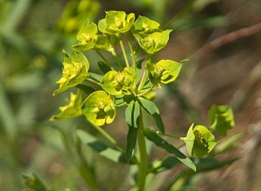 Leafyspurge