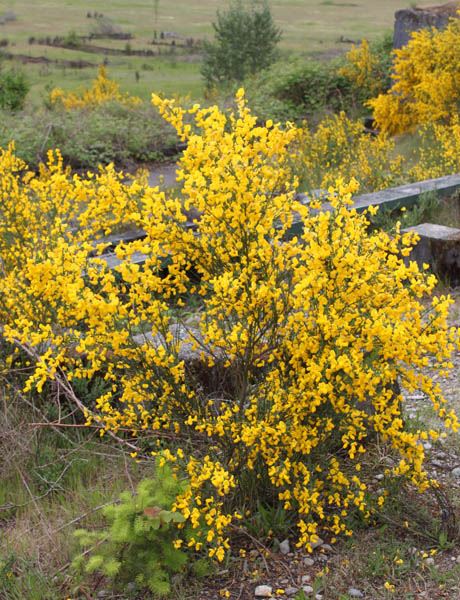 Scotchbroom1