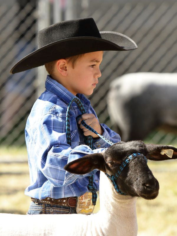A little boy shows a sheep at the 2015 Klickitat County Fair.