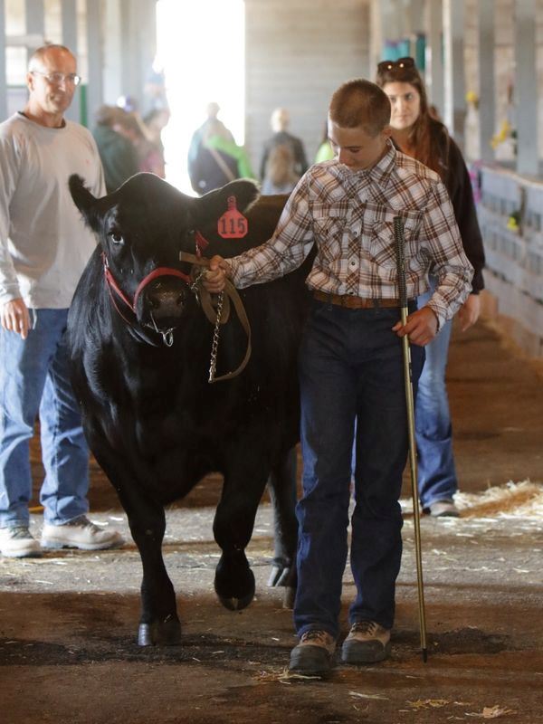 Boy walks out with his cow to the show area.