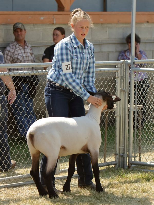 A girl holds her sheep still during the 2015 Klickitat County Fair.