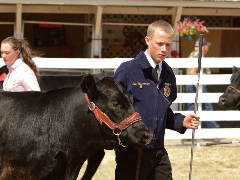 A member of the FFA shows his black cow at the 2015 Klickitat County Fair.