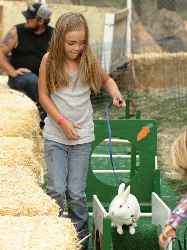 A young girl shows her rabbit at the 2015 Klickitat County Fair.