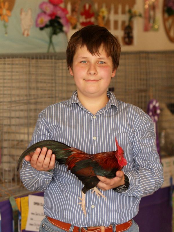 A young boy shows off his show rooster at the 2015 Klickitat County Fair.