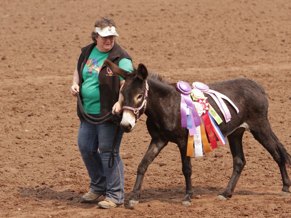 A woman walks a donkey adorned with awarded ribbons.