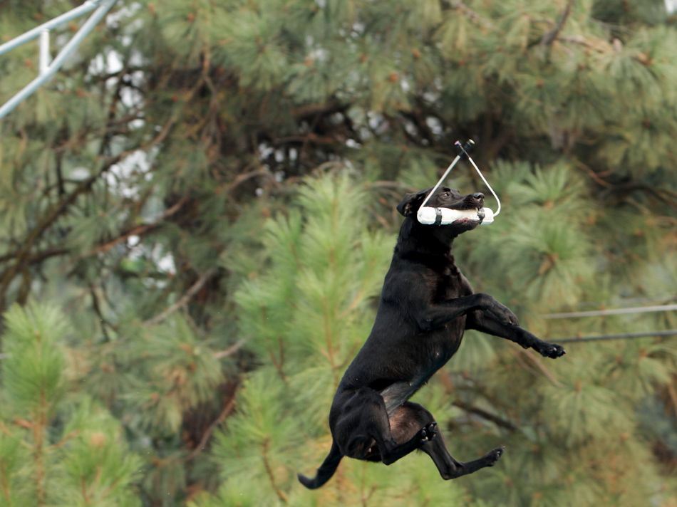 A black lab holds onto the toy and hangs in the air for the AirDogs Chamionship.